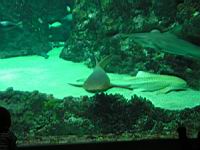 Requin non determine (Brest, Oceanopolis) (5).jpg